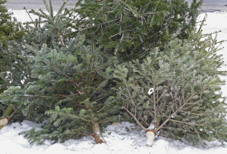 Līdz janvāra beigām Ikšķiles un Tīnūžu pagasta iedzīvotāji var pieteikt eglīšu bezmaksas izvešanu