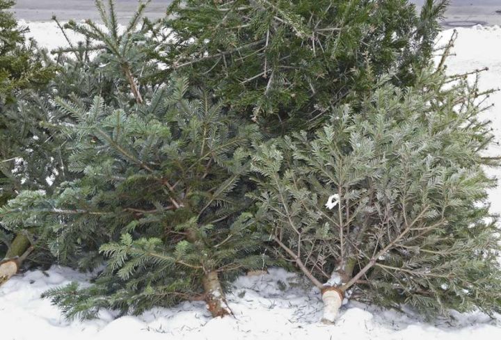 Līdz janvāra beigām Ikšķiles un Tīnūžu pagasta iedzīvotāji var pieteikt eglīšu bezmaksas izvešanu
