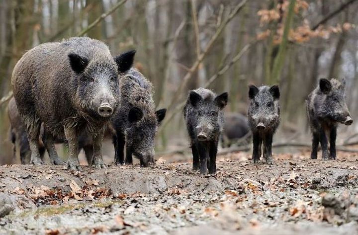 Āfrikas cūku mēris pagājušajā nedēļā konstatēts 50 mežacūkām, vienai - arī Ogres novadā