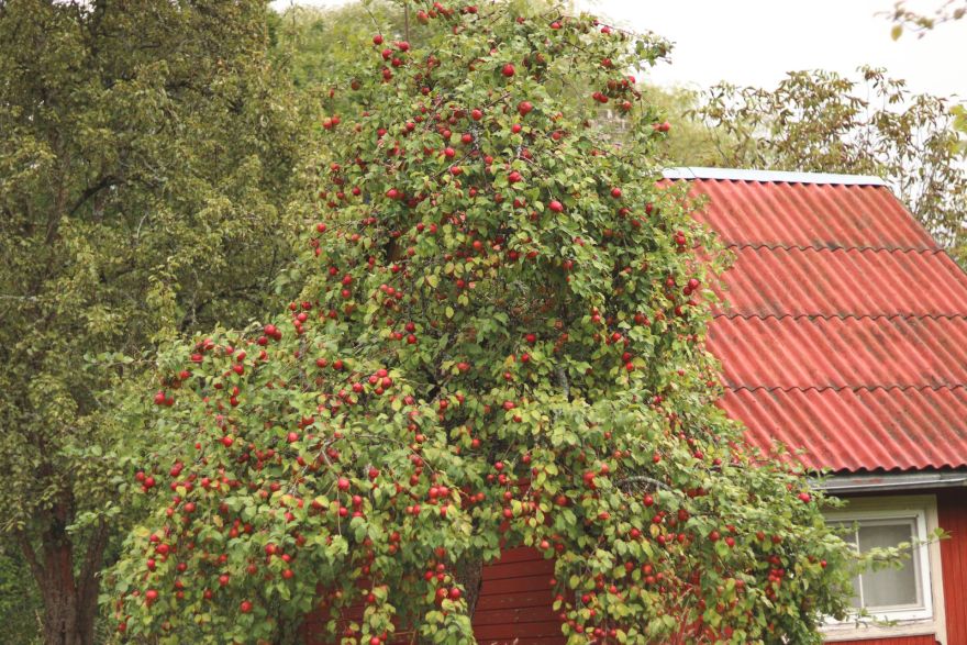 Brīvdienas Ogrē sāksies ar mākoņainu laiku 