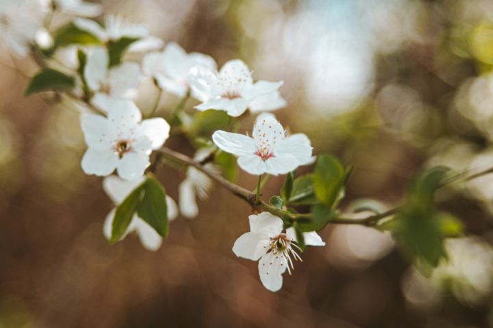 Tuvākajās dienās gaisa temperatūra lēnām paaugstināsies
