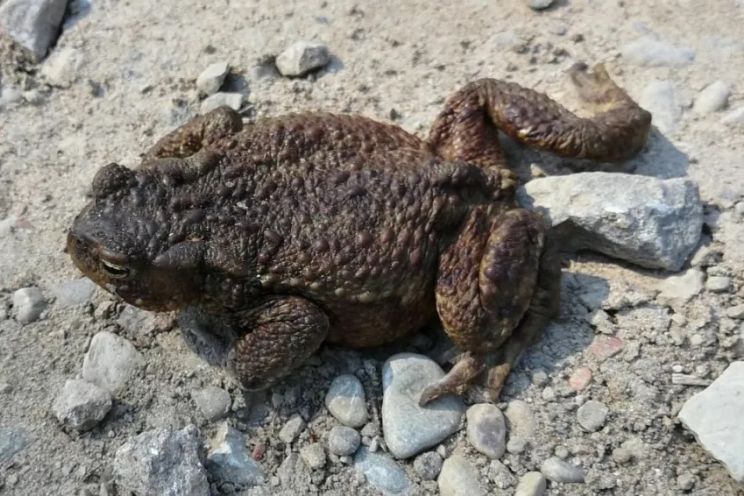 Attēls rakstam: Dabas aizsardzības pārvalde rīko konkursu skolēniem par gada dabas simboliem