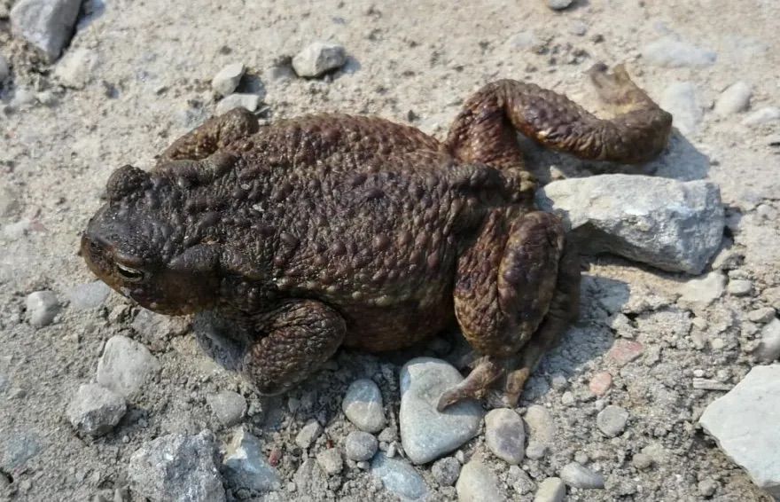 Dabas aizsardzības pārvalde rīko konkursu skolēniem par gada dabas simboliem