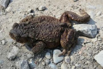 Attēls rakstam: Dabas aizsardzības pārvalde rīko konkursu skolēniem par gada dabas simboliem