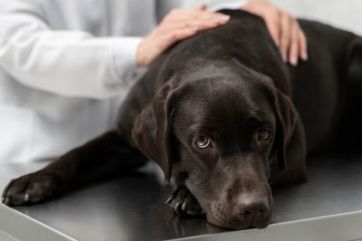 Attēls rakstam: Epilepsija suņiem: kā to atpazīt un kā palīdzēt mīlulim?