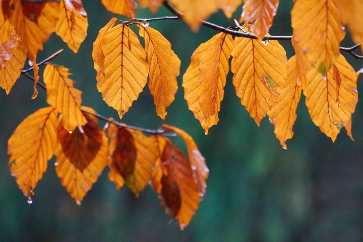 Nākamnedēļ laiks kļūs rudenīgāks