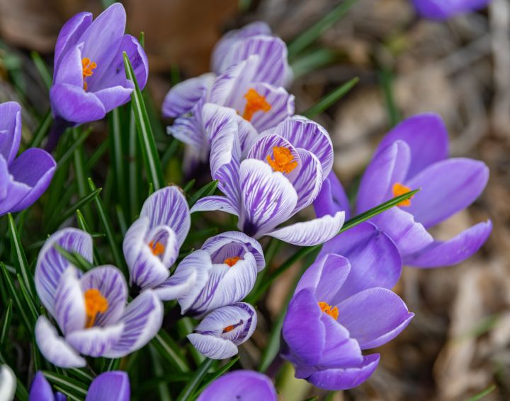 Ceturtdien saule gaisu sasildīs līdz +13 grādiem