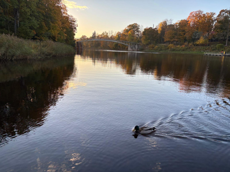 FOTO: Zelta rudens ieskauj Ogri