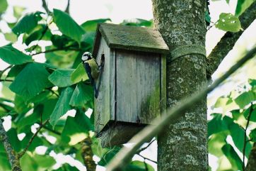 Attēls rakstam: FOTO: Vīrietis Birzgalē, pārbaudot putnu būri, piedzīvo nepatīkamu pārsteigumu