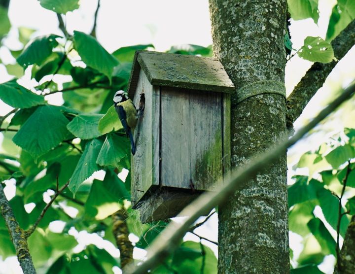 FOTO: Vīrietis Birzgalē, pārbaudot putnu būri, piedzīvo nepatīkamu pārsteigumu
