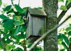 Attēls rakstam: FOTO: Vīrietis Birzgalē, pārbaudot putnu būri, piedzīvo nepatīkamu pārsteigumu