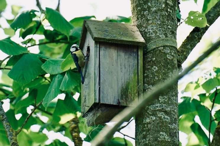 Attēls rakstam: FOTO: Vīrietis Birzgalē, pārbaudot putnu būri, piedzīvo nepatīkamu pārsteigumu