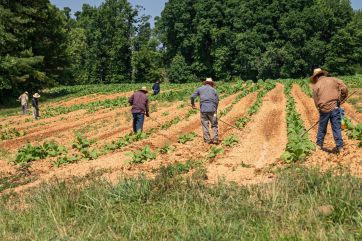 Attēls rakstam: Sezonas laukstrādniekiem paredzēts atvieglots nodokļu režīms