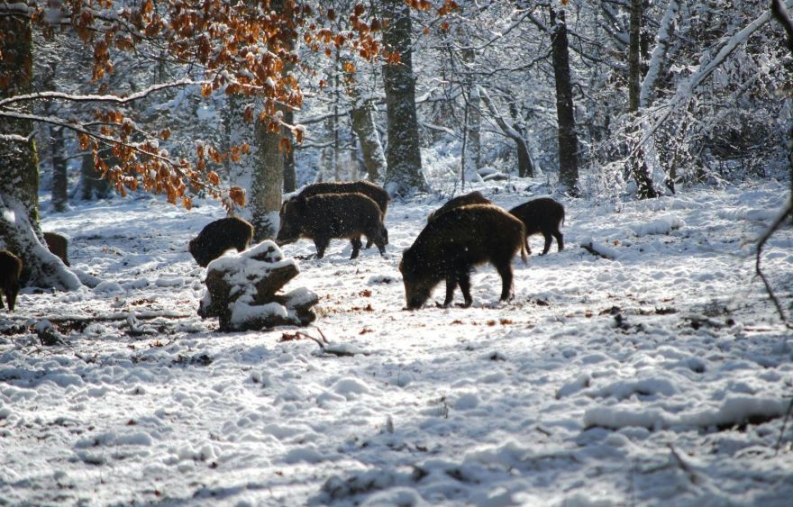 Paplašināts teritoriju saraksts, kurās nomedītās mežacūkas obligāti jāizmeklē, arī Ogres novadā
