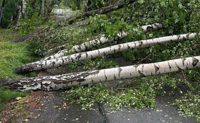 Jūlija vētras postījumu kompensēšanai četrām pašvaldībām, arī Ogrei, plāno izmaksāt vairāk nekā miljonu eiro