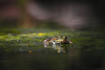 Attēls rakstam: Iedzīvotājiem iespēja paustu viedokli par dabas lieguma „Daugava pie Kaibalas” turpmāko izmantošanu un apsaimniekošanu