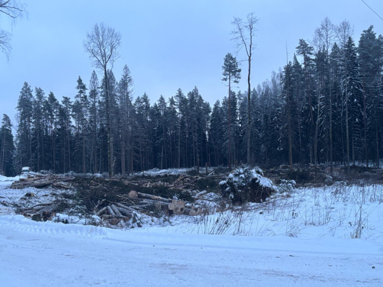 FOTO: Nākamgad sēņot būs jādodas citur: mežsaimniecības darbi Ogres pievārtē, tostarp Kalnājos, turpinās