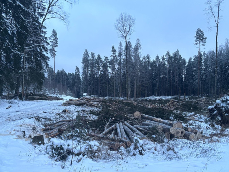 FOTO: Nākamgad sēņot būs jādodas citur: mežsaimniecības darbi Ogres pievārtē, tostarp Kalnājos, turpinās