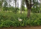 Attēls rakstam: Stārķēnam, nonākot uz zemes, sākas īstā dzīves skola! Citreiz tā sākas par ātru, skaidro zinātniece Māra Janaus