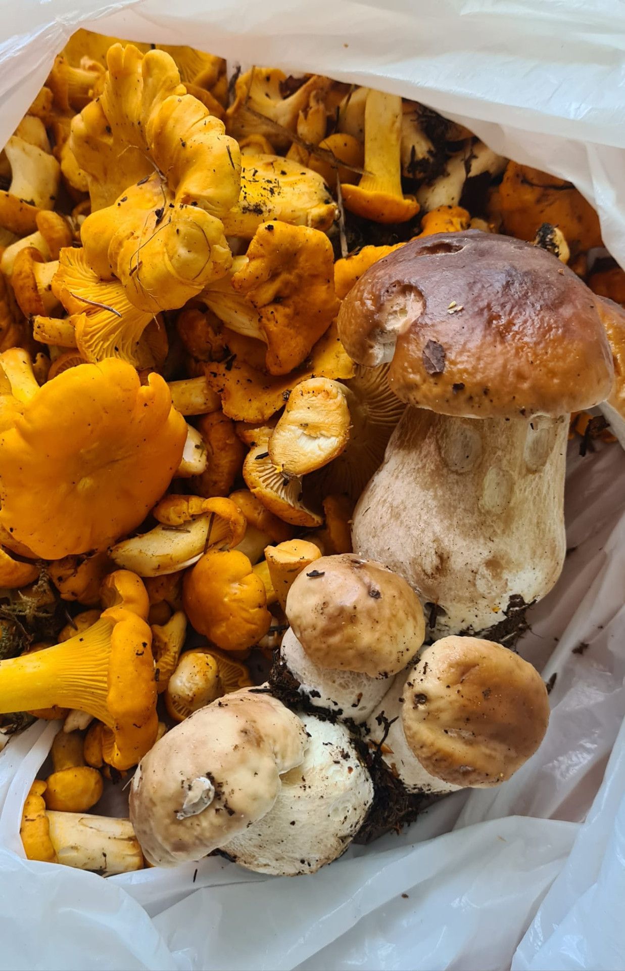 Ekrānuzņēmums no "Facebook"/Sēņu medniekiem