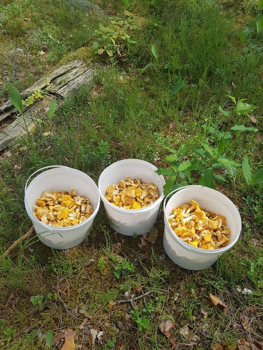 Ekrānuzņēmums no "Facebook"/Sēņu medniekiem