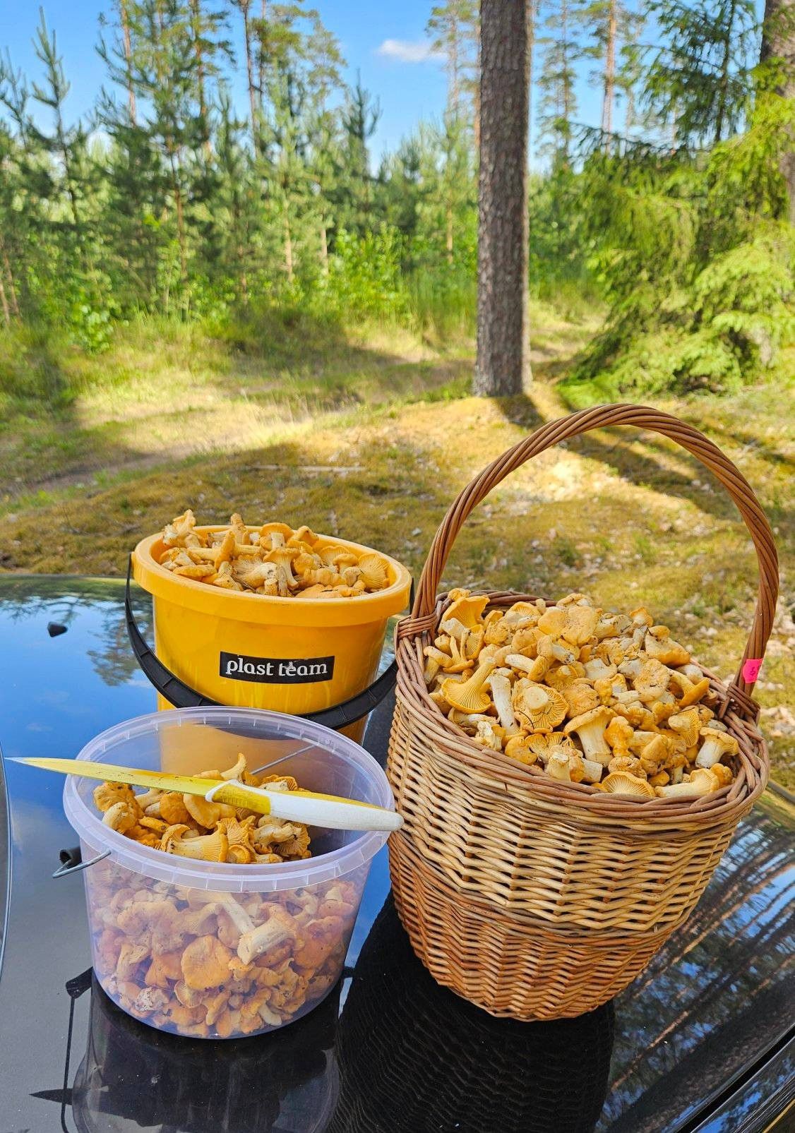 Ekrānuzņēmums no "Facebook"/Sēņu medniekiem