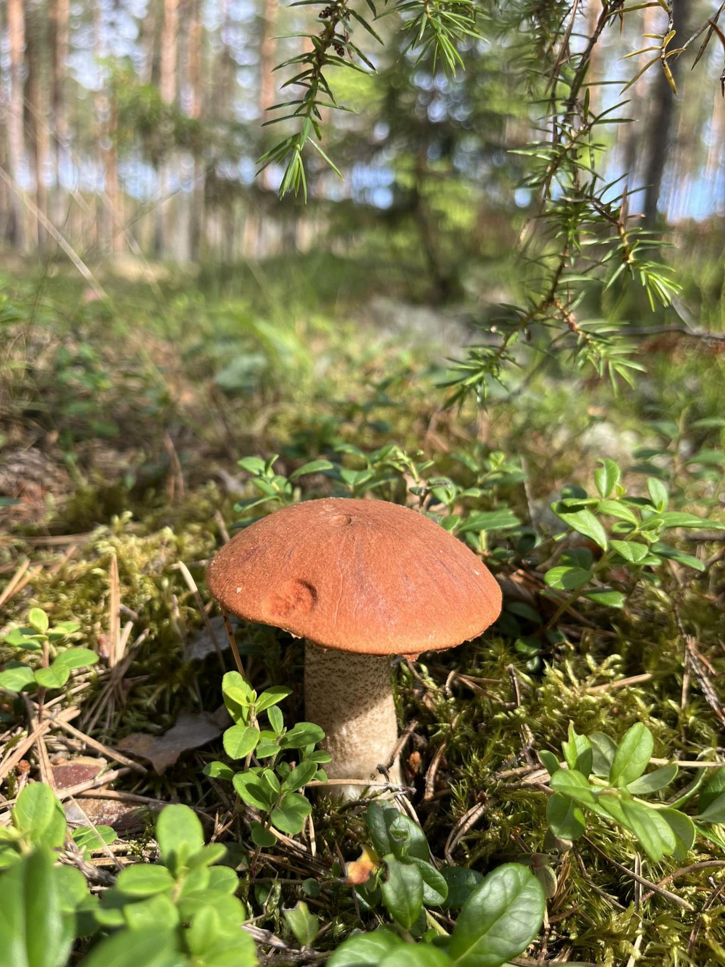 Ekrānuzņēmums no "Facebook"/ Sēņu medniekiem