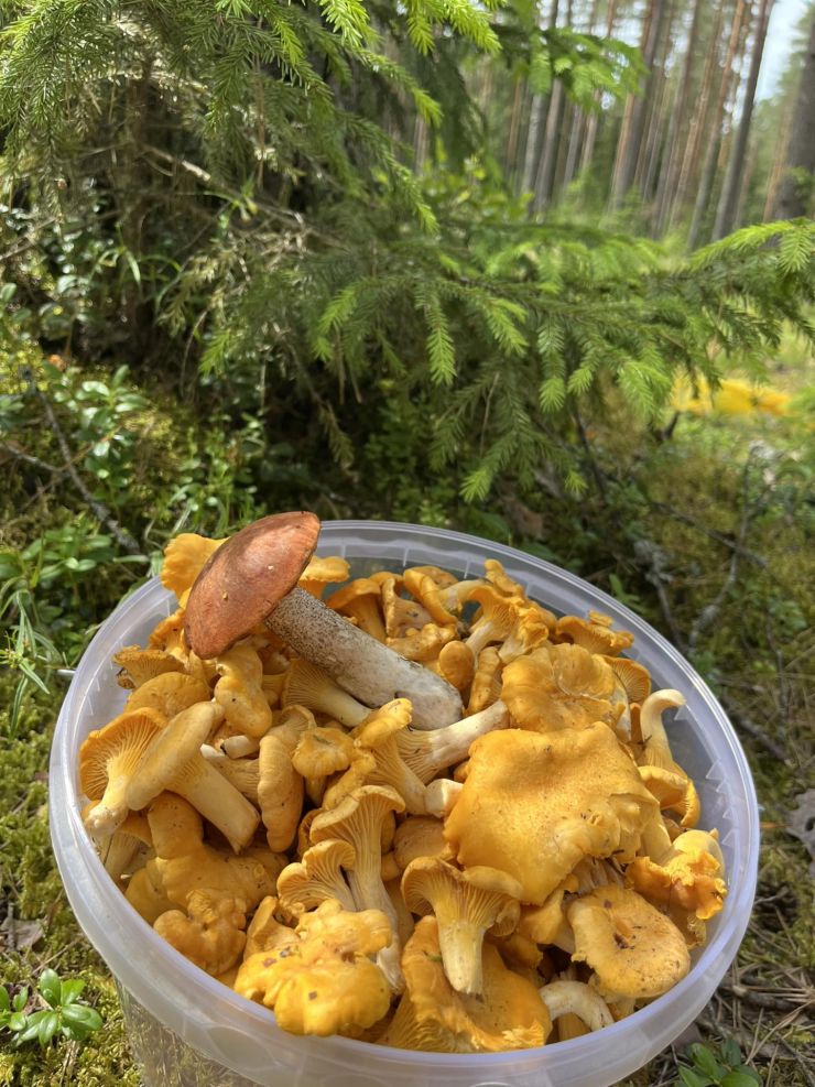 Ekrānuzņēmums no "Facebook"/Sēņu medniekiem