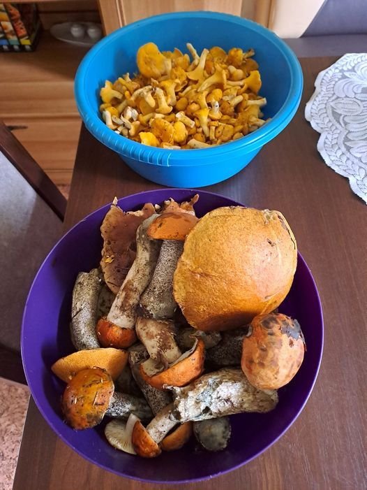 Ekrānuzņēmums no "Facebook"/Sēņu medniekiem