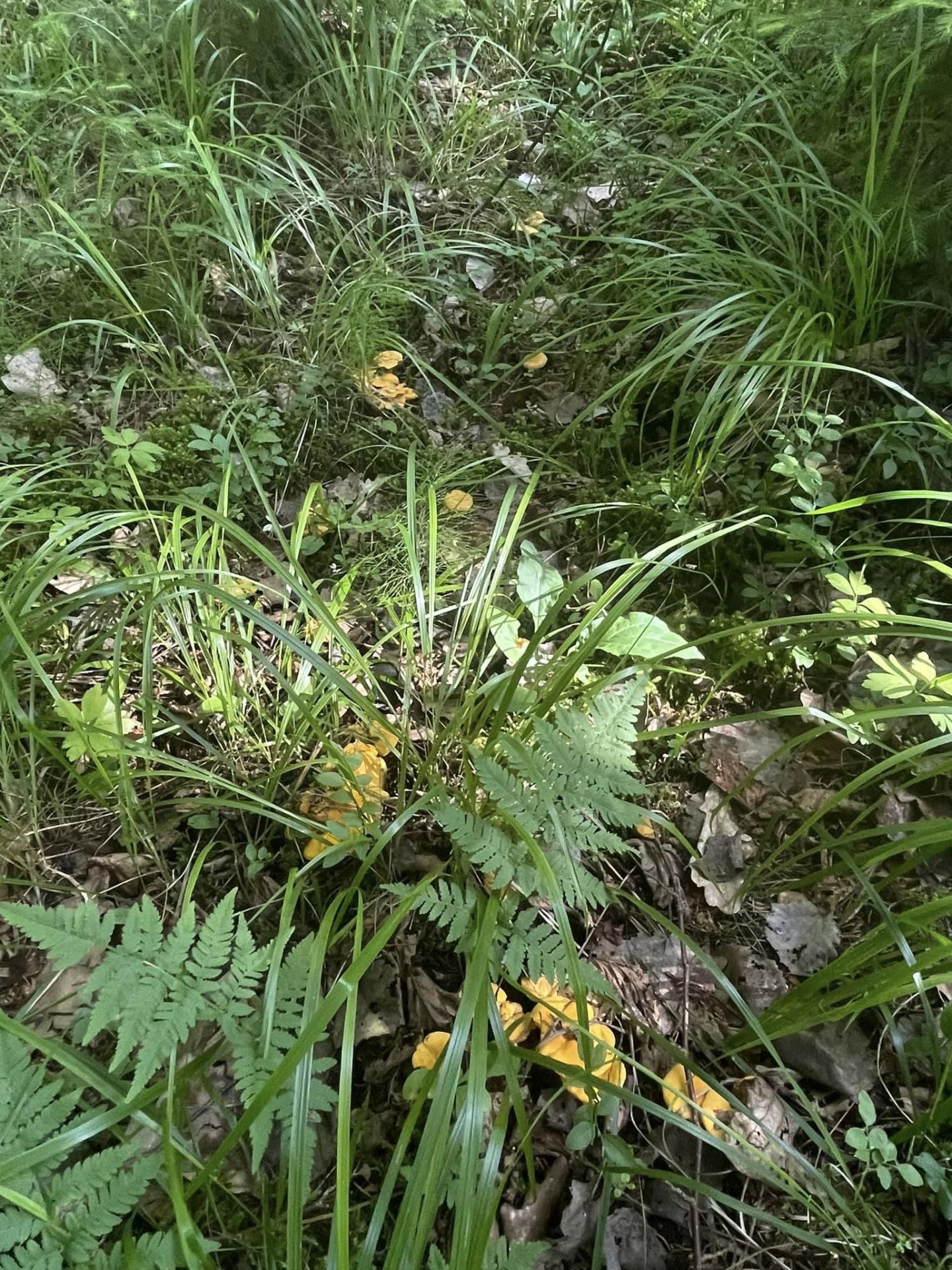 Ekrānuzņēmums no "Facebook"/Sēņu medniekiem