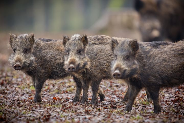 Āfrikas cūku mēris pagājušajā nedēļā konstatēts 23 mežacūkām, tostarp piecām Ogres novadā
