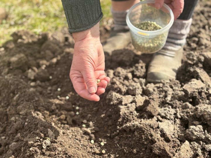100. diena klāt: Tīnūžu pagastā sēj zirņus, tārpu pākstīs nebūšot! 