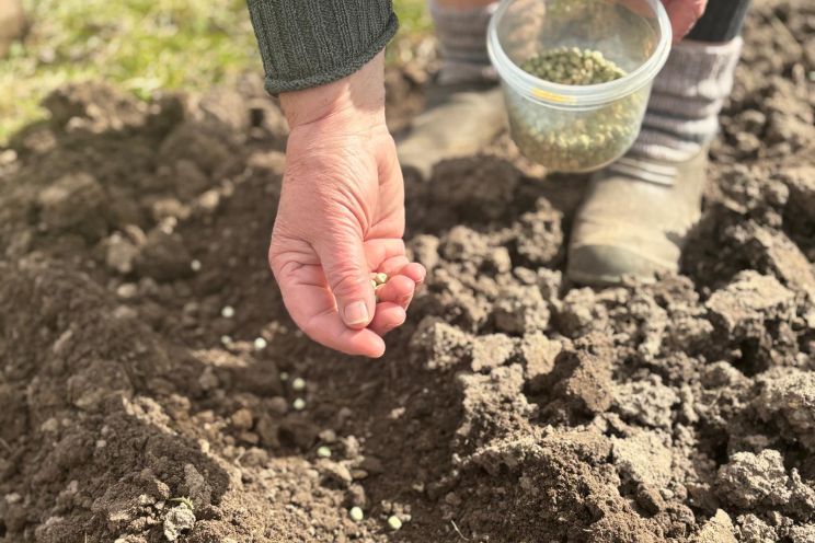Attēls rakstam: 100. diena klāt: Tīnūžu pagastā sēj zirņus, tārpu pākstīs nebūšot! 