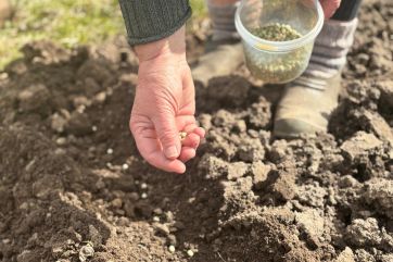 Attēls rakstam: 100. diena klāt: Tīnūžu pagastā sēj zirņus, tārpu pākstīs nebūšot! 