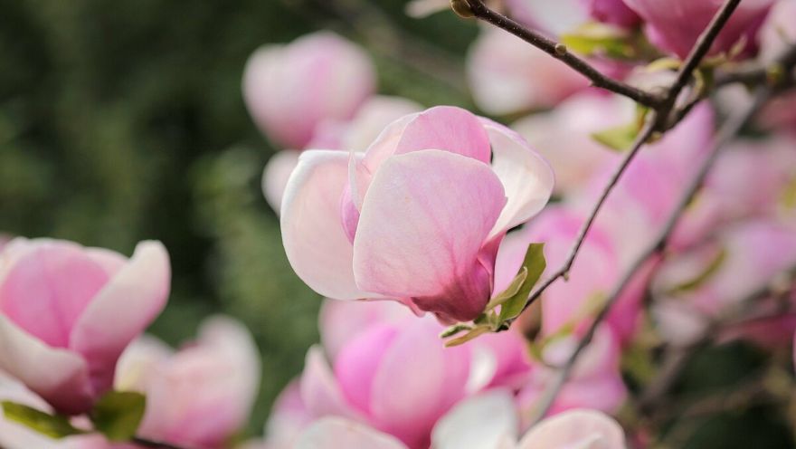 Tomes amatierteātra "Poga" izrāde "Dzelzs magnolijas"
