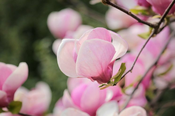 Attēls rakstam: Tomes amatierteātra "Poga" izrāde "Dzelzs magnolijas"