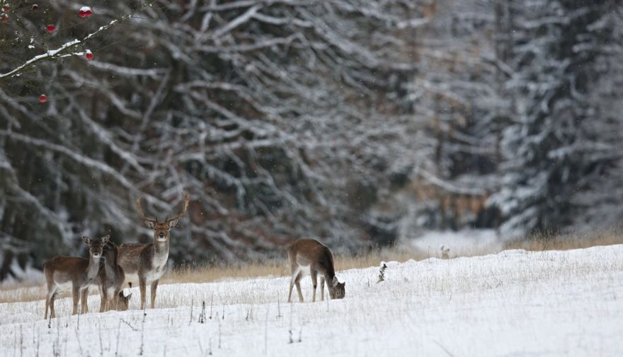 Ziemā sadursme ar dzīvnieku var notikt pēkšņi – kā pareizi rīkoties?