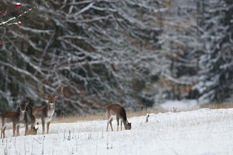 Attēls rakstam: Ziemā sadursme ar dzīvnieku var notikt pēkšņi – kā pareizi rīkoties?