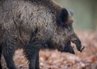 Attēls rakstam: Ogres novadā nomedītās mežacūkas nav jāizmeklē uz Āfrikas cūku mēri