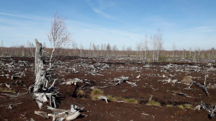 Ekosistēmu stabilitāte ir tieši atkarīga no klimata 