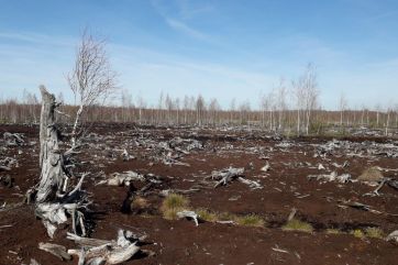 Attēls rakstam: Ekosistēmu stabilitāte ir tieši atkarīga no klimata 