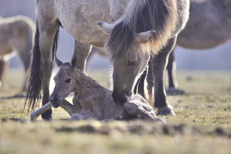 Kāpēc Latvijā atkal ļauj upēm līkumot? Eksperte stāsta par upju iztaisnošanas sekām, ko visi jūtam