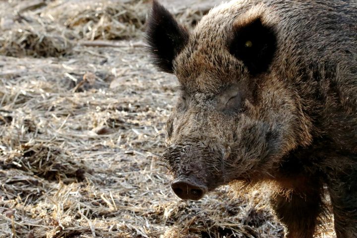 Birzgales pagastā nomedītās mežacūkas vairs nebūs obligāti jāizmeklē uz Āfrikas cūku mēri