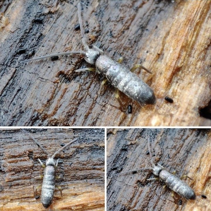 Par gada bezmugurkaulnieku izraudzītas kolembolas