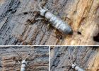 Attēls rakstam: Par gada bezmugurkaulnieku izraudzītas kolembolas