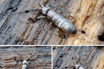 Attēls rakstam: Par gada bezmugurkaulnieku izraudzītas kolembolas