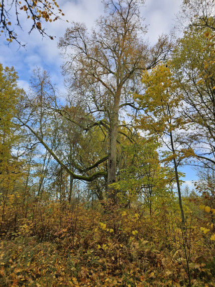 Krapes bagātības muižas parka talkā