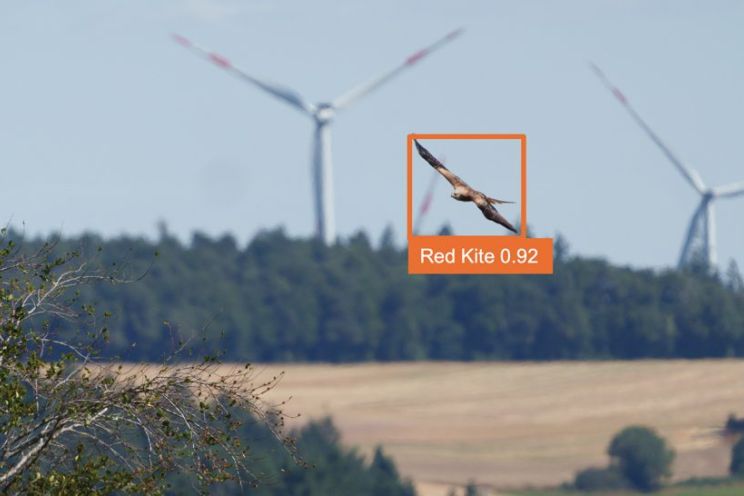 Attēls rakstam: Kā vēja parki sadzīvo ar putniem? Skaidro "Latvenergo" eksperte