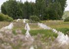 Attēls rakstam: Izskan rosinājums izsludināt ārkārtējo situāciju Latvijas austrumu pierobežā