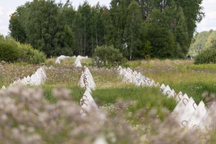 Attēls rakstam: Izskan rosinājums izsludināt ārkārtējo situāciju Latvijas austrumu pierobežā